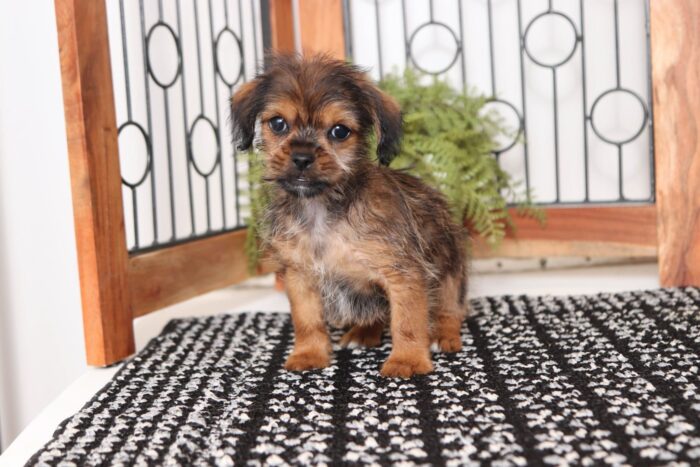 Julia- Wonderful Little Female Shorkie Puppy - Image 2