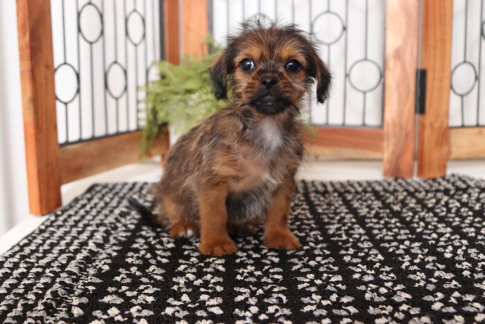 Julia- Wonderful Little Female Shorkie Puppy - Image 3