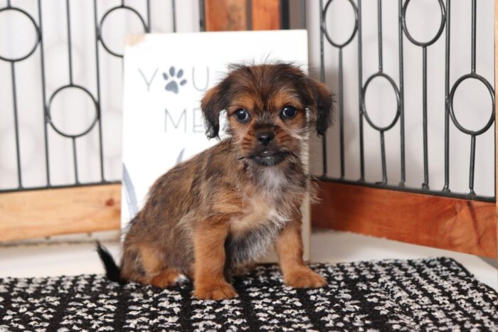 Julia- Wonderful Little Female Shorkie Puppy - Image 4