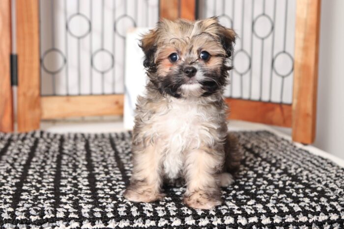 Julius- Joyful Little Male ACA Havanese Puppy