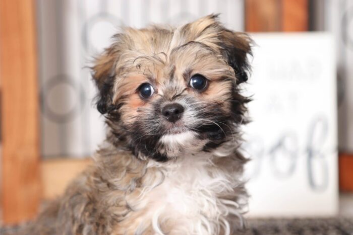 Julius- Joyful Little Male ACA Havanese Puppy - Image 2