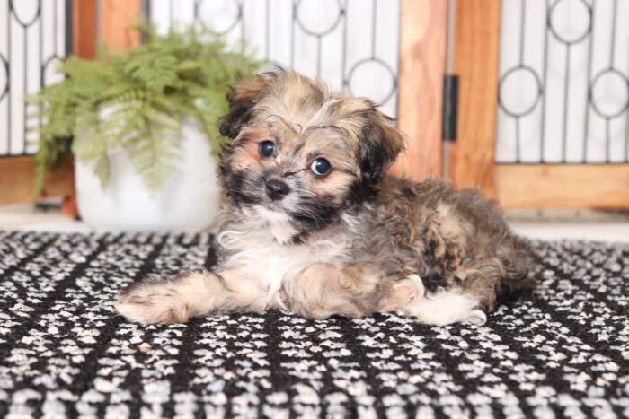 Julius- Joyful Little Male ACA Havanese Puppy - Image 3