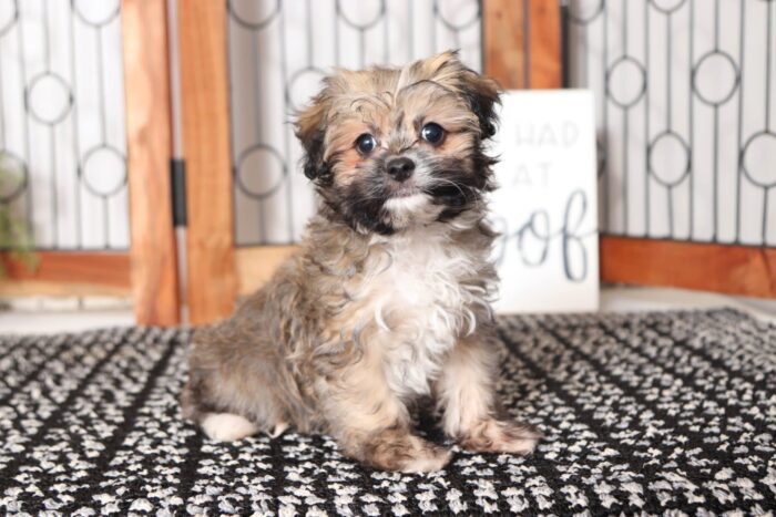 Julius- Joyful Little Male ACA Havanese Puppy - Image 4