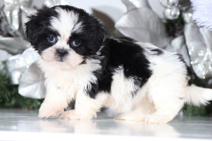 June - Pretty Lhasa Tzu