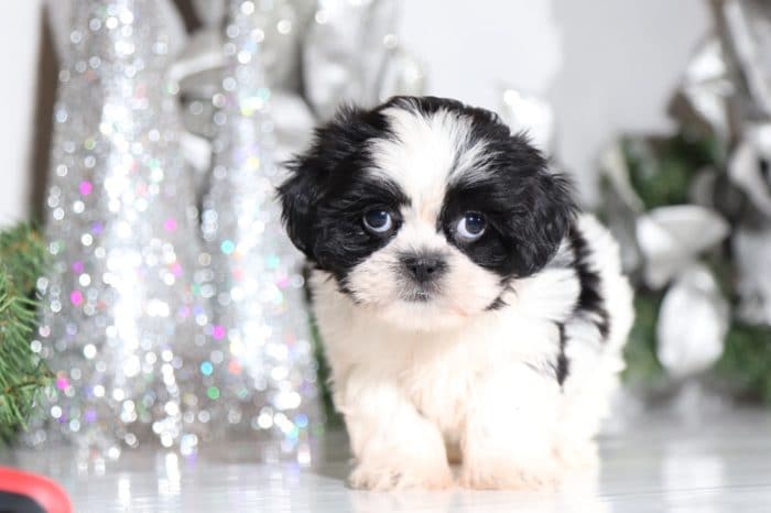 June - Pretty Lhasa Tzu - Image 2