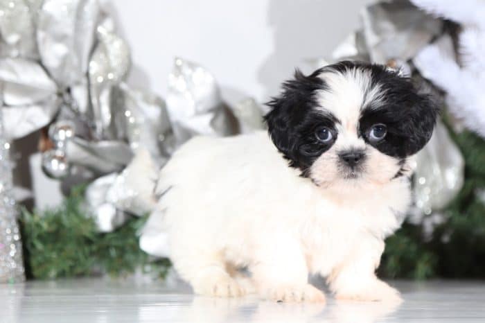 June - Pretty Lhasa Tzu - Image 3