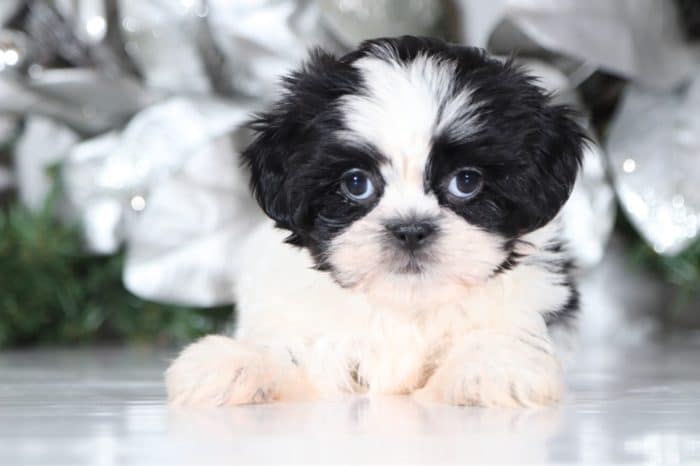 June - Pretty Lhasa Tzu - Image 4
