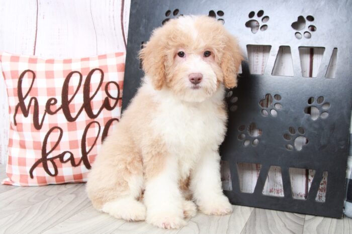 Kacy - Faithful Female Aussie Poo Puppy