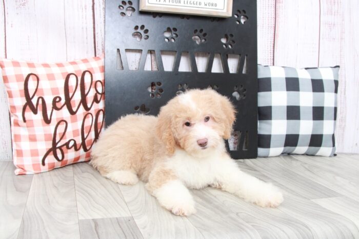 Kacy - Faithful Female Aussie Poo Puppy - Image 2