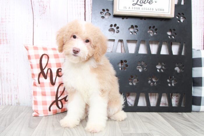 Kacy - Faithful Female Aussie Poo Puppy - Image 5