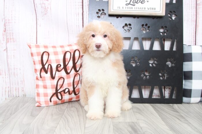 Kacy - Faithful Female Aussie Poo Puppy - Image 4