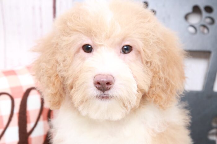 Kacy - Faithful Female Aussie Poo Puppy - Image 3