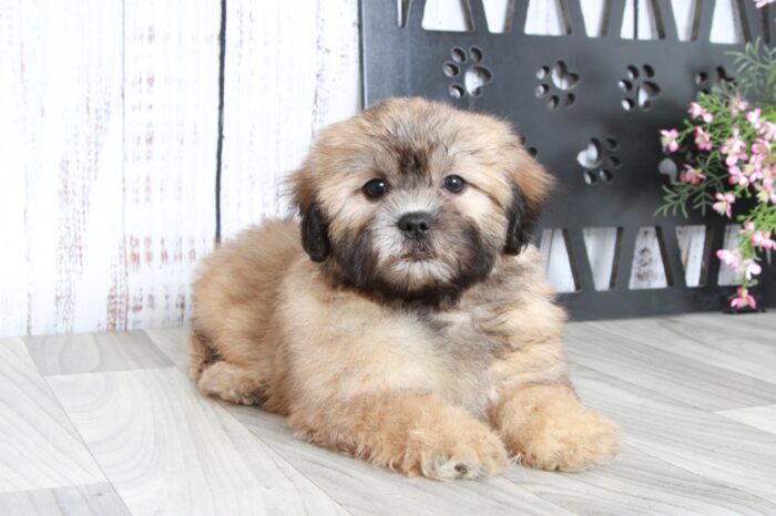 Kai- Dapper Brown Male Teddy Bear Puppy