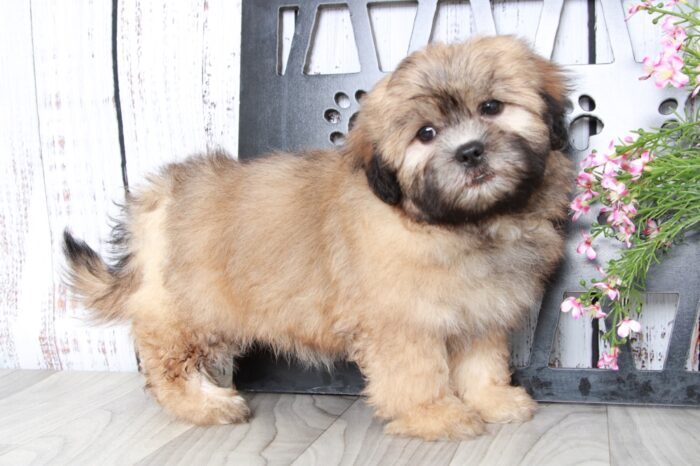 Kai- Dapper Brown Male Teddy Bear Puppy - Image 2