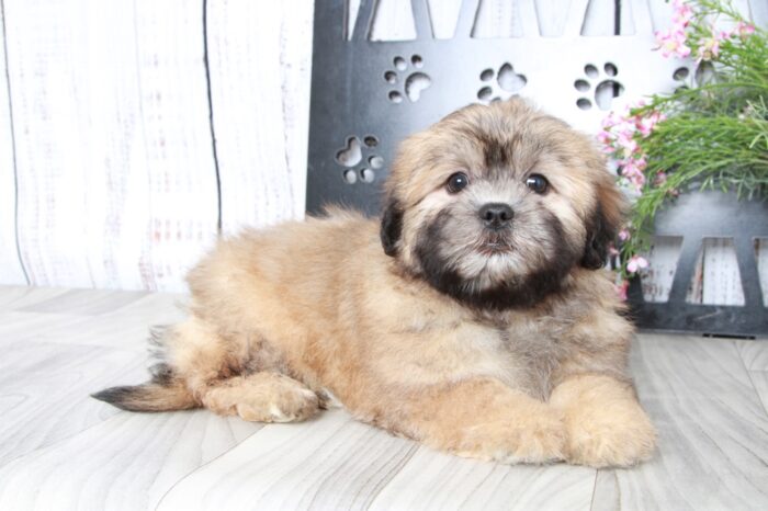 Kai- Dapper Brown Male Teddy Bear Puppy - Image 3