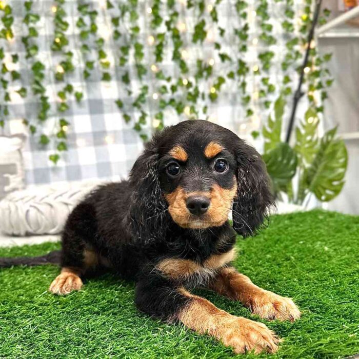 Karen - Female Cavapoo Puppy