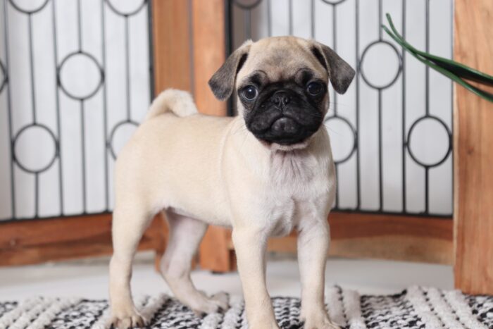 Karen - Cute Little AKC Female Pug