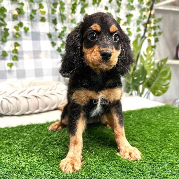 Karen - Female Cavapoo Puppy - Image 4