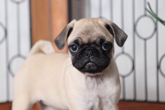Karen - Cute Little AKC Female Pug - Image 2