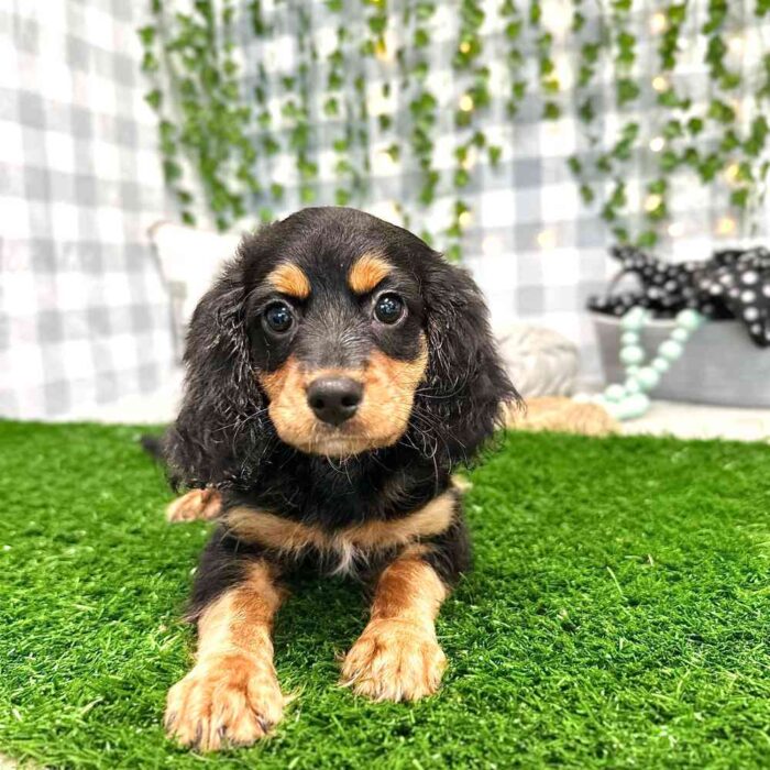 Karen - Female Cavapoo Puppy - Image 3