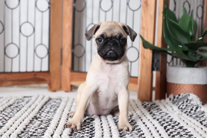 Karen - Cute Little AKC Female Pug - Image 3