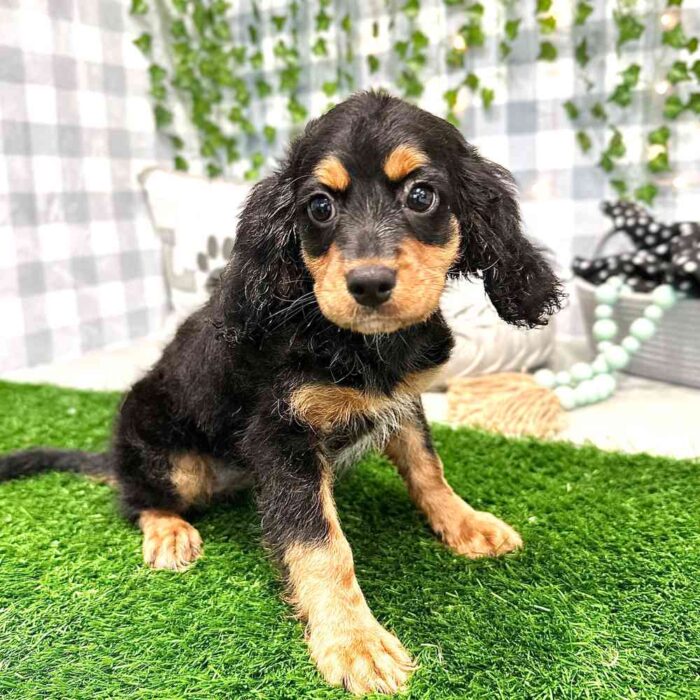Karen - Female Cavapoo Puppy - Image 2