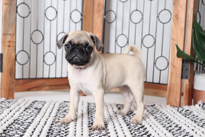 Karen - Cute Little AKC Female Pug - Image 4