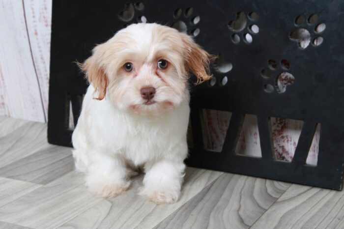 Karma - Beautiful Little AKC Female Havanese Puppy
