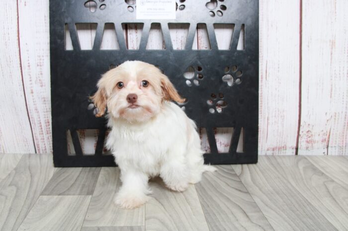 Karma - Beautiful Little AKC Female Havanese Puppy - Image 2