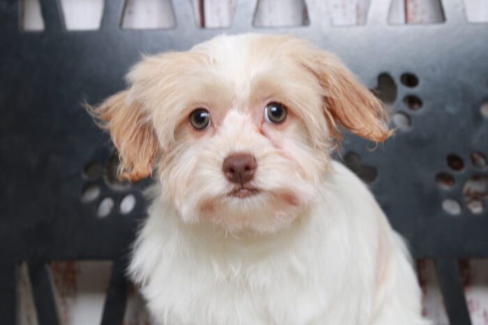 Karma - Beautiful Little AKC Female Havanese Puppy - Image 5