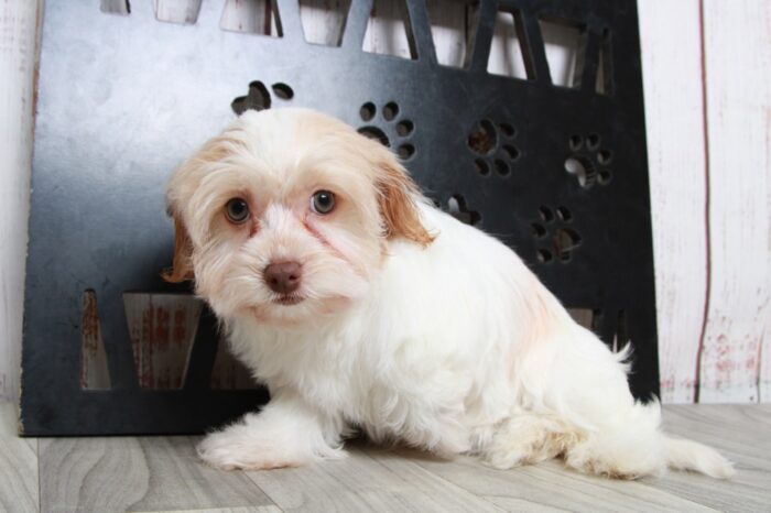 Karma - Beautiful Little AKC Female Havanese Puppy - Image 4