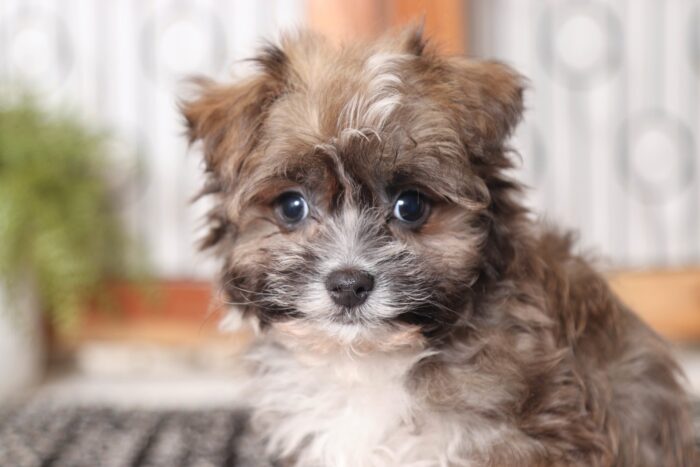 Kason- Sweet Little Male ACA Havanese Puppy - Image 2