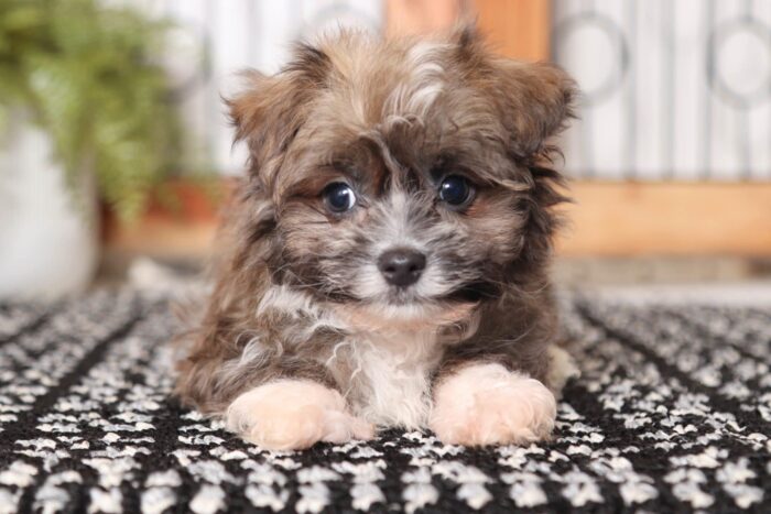 Kason- Sweet Little Male ACA Havanese Puppy - Image 3