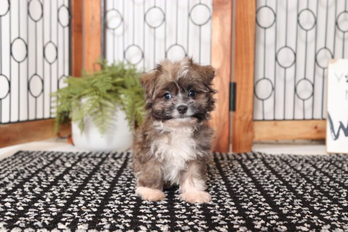 Kason- Sweet Little Male ACA Havanese Puppy - Image 4