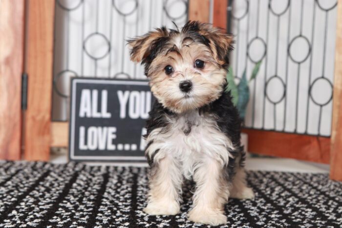 Kat - Awesome Little Female Morkie Puppy