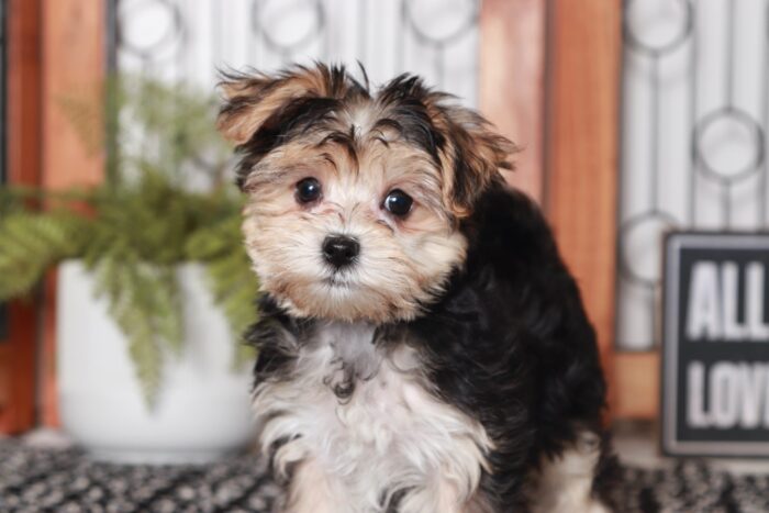 Kat - Awesome Little Female Morkie Puppy - Image 2