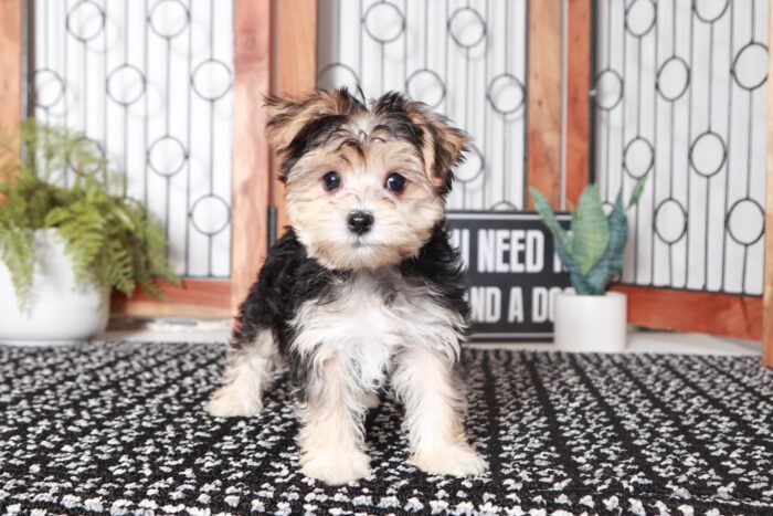 Kat - Awesome Little Female Morkie Puppy - Image 3