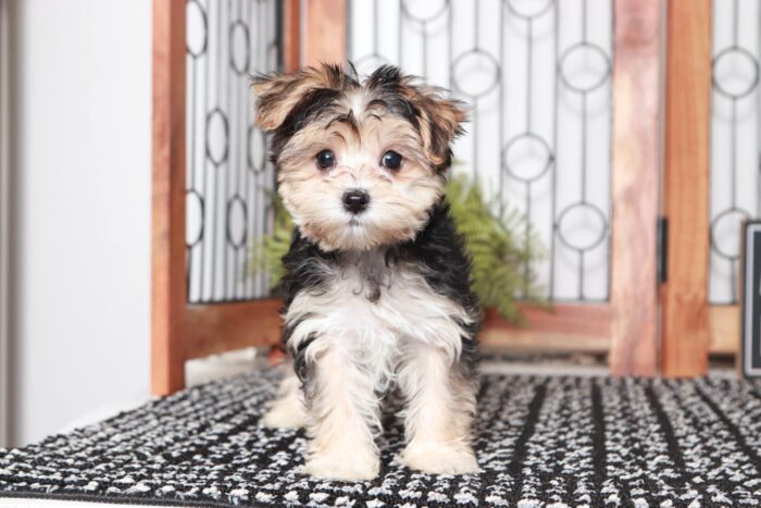 Kat - Awesome Little Female Morkie Puppy - Image 4
