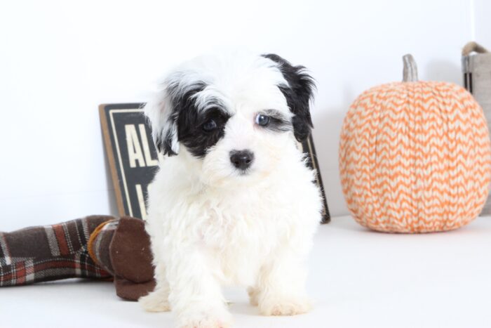 Kate- Sweet Female Shih-Poo Puppy