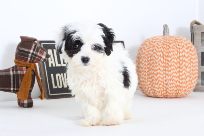 Kate- Sweet Female Shih-Poo Puppy - Image 2