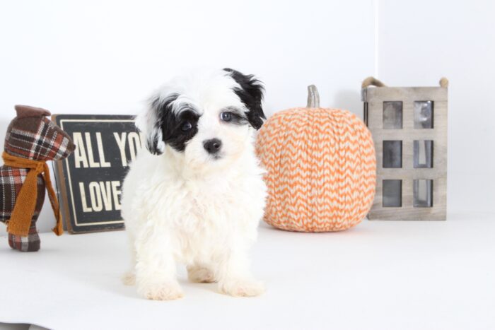 Kate- Sweet Female Shih-Poo Puppy - Image 3