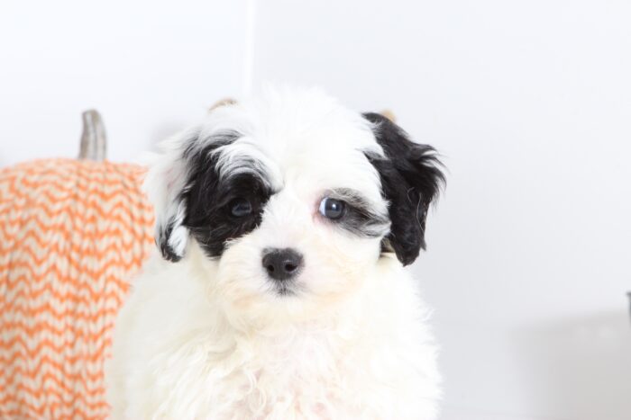 Kate- Sweet Female Shih-Poo Puppy - Image 4