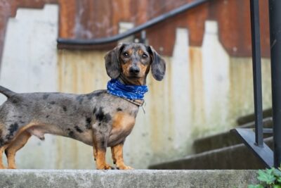 Dapple Dachshund near a stairs