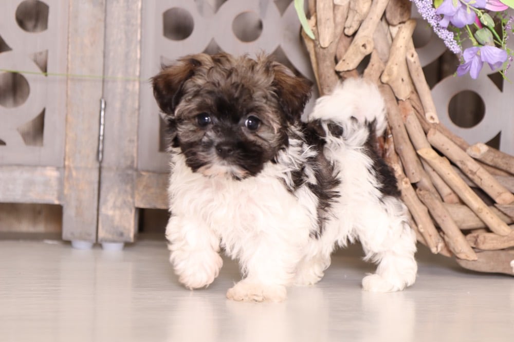 mini havanese puppies