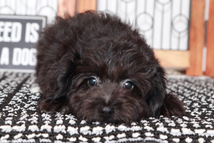 Keegan- Cool Black F1B Male Aussie-Poo Puppy