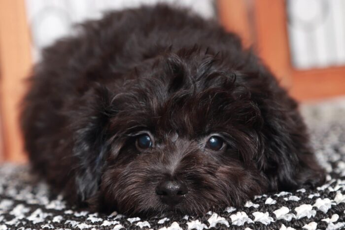 Keegan- Cool Black F1B Male Aussie-Poo Puppy - Image 5