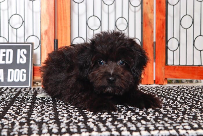 Keegan- Cool Black F1B Male Aussie-Poo Puppy - Image 2