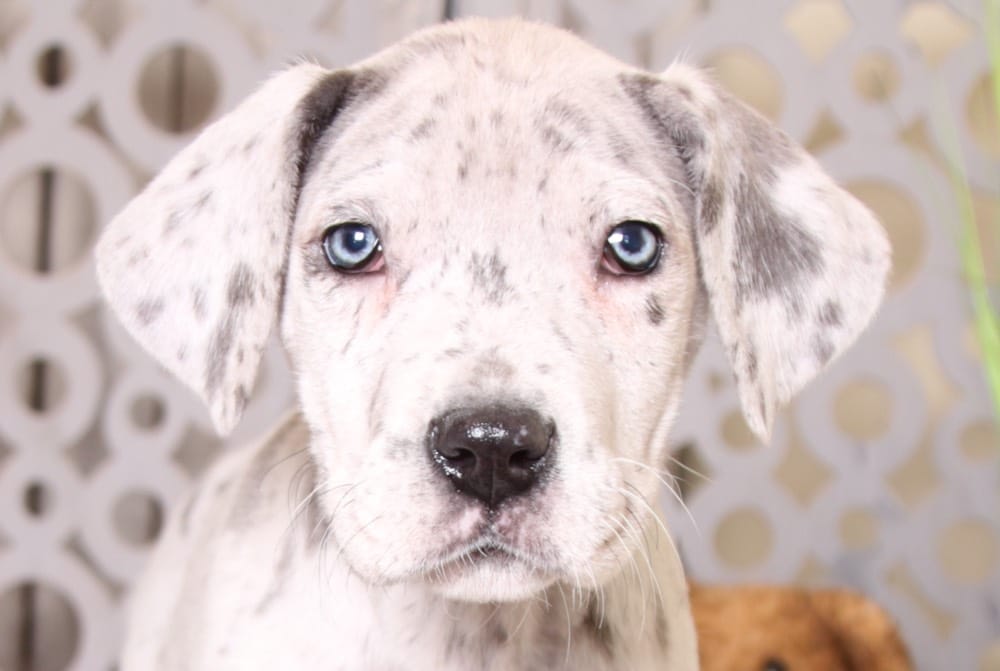 Kera - Gorgeous Female Blue Merle Great Dane - Image 2