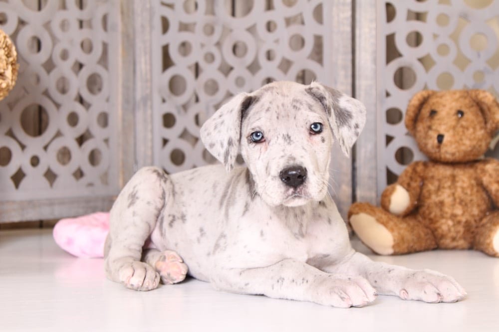Kera - Gorgeous Female Blue Merle Great Dane - Image 3