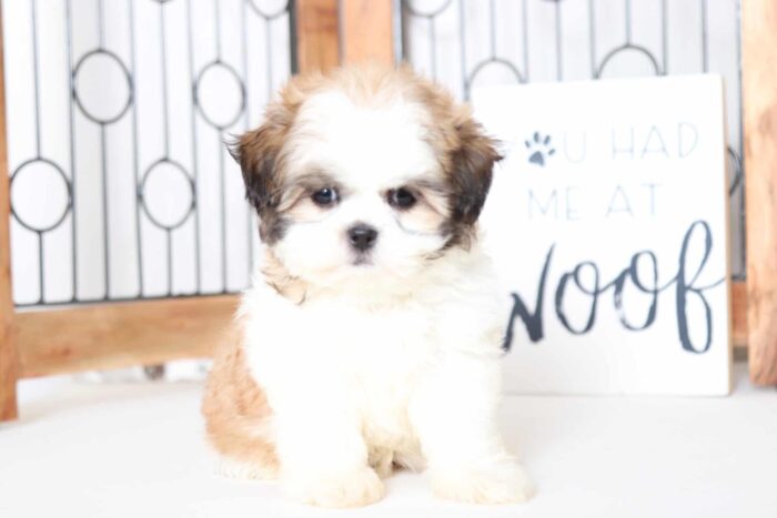 Kerri - Precious ACA Female Imperial Shih-Tzu Puppy
